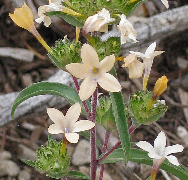 File:Collomia grandiflora side-head flowers close.jpg