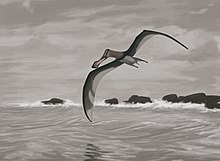 Pterosaurs included the largest known flying animals Coloborhynchus piscator jconway.jpg