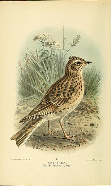 File:Coloured figures of the birds of the British Islands - issued by Lord Lilford (10560381433).jpg