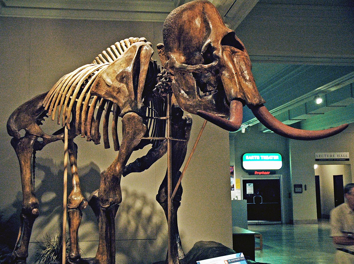 File:Columbian mammoth discovered with Clovis points.jpg - Wikipedia