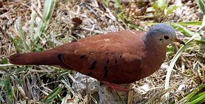 Columbidae: Hubungan dengan manusia, Genera, Referensi