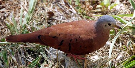 Columbidae Wikiwand