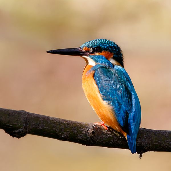 File:Common kingfisher in Suita, Osaka, December 2016 - 898 - Square.jpg