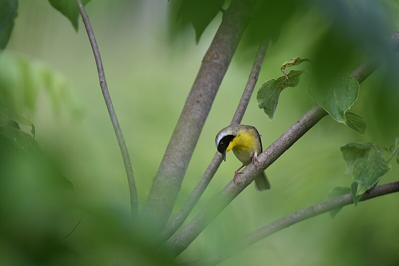 File:Common yellowthroat birding hoco conservancy 6.21.18 DSC 0677.jpg