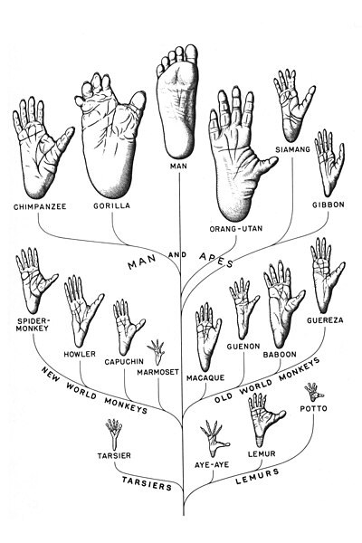 File:Comparative primate foot anatomy.jpg