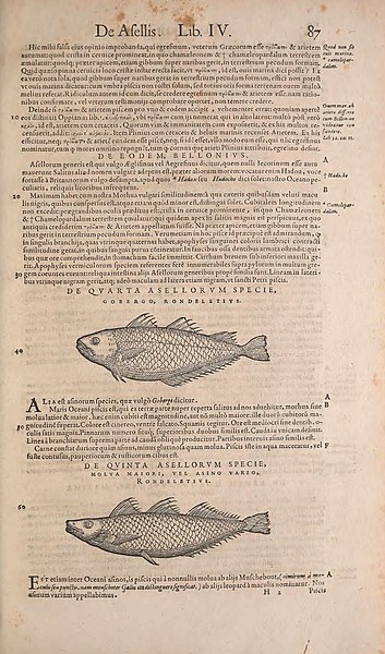 File:Conradi Gesneri medici Tigurini Historiae animalium liber IV (15382290658).jpg