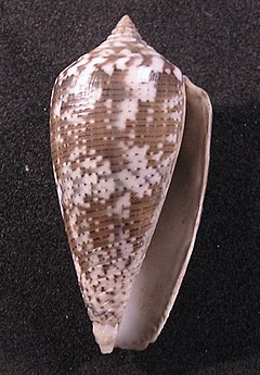Description de l'image Conus monachus 003.jpg.