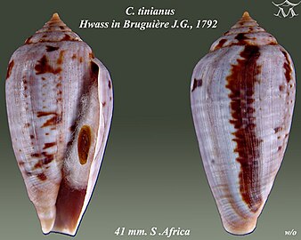 Conus tinianus Hwass in Bruguière, J.G., 1792