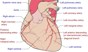 Coronary arteries.png