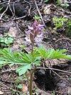 Corydalis cava5.JPG