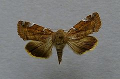 Cosmia affinis.jpg