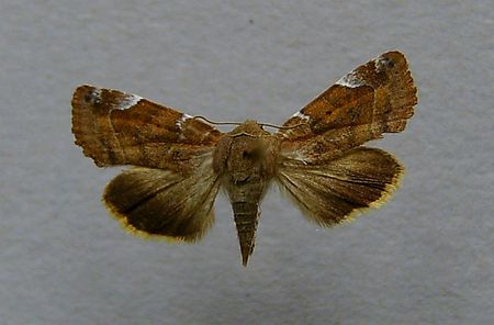 Cosmia affinis