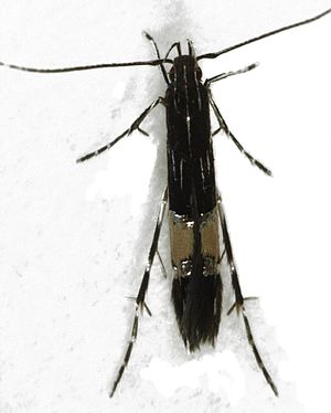 Cosmopterix attenuatella