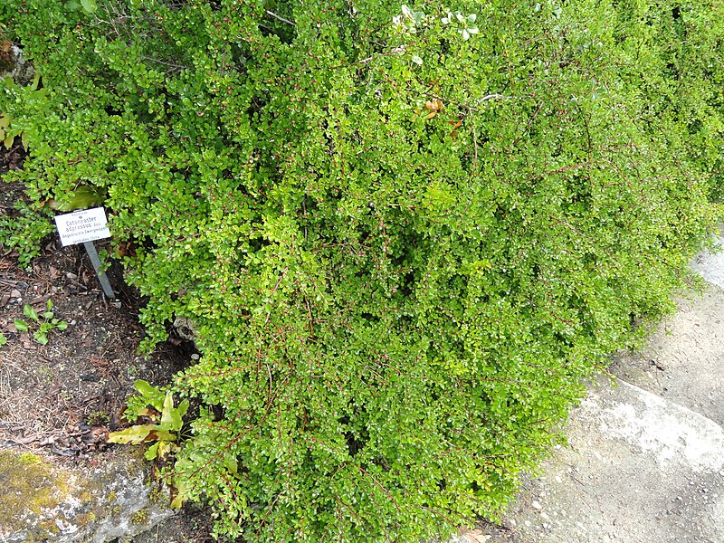 File:Cotoneaster adpressus - Botanischer Garten München-Nymphenburg - DSC07616.JPG