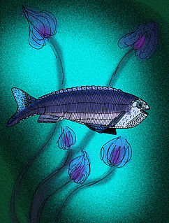 Anaspida Group of extinct jawless vertebrates