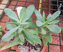 The sharp margins of the ob-lanceolate or knife-shaped ("cultrata") leaves can lose their reddish colour in the shade, as in this large specimen from the Eastern Cape. Crassula cultrata Betleh - Copy.jpg