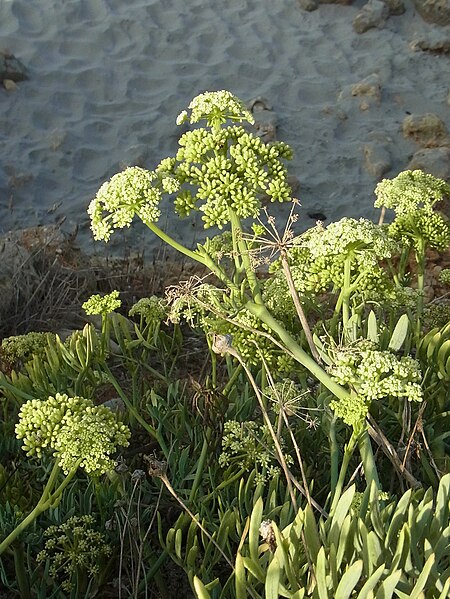 File:Crithmum maritimum CBMen 02.jpg