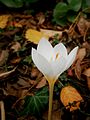 Crocus pulchellus 'Albus'