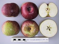 Cross section of Saint-Baussan (Moselle), National Fruit Collection (acc. 1947-348) .jpg