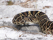 The highly venomous eastern diamondback rattlesnake is the largest rattlesnake species in the world.[68] A large, heavy-bodied, and powerful pit viper, it is the leading cause of fatal snakebites in North America.[2][40]