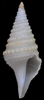 <i>Cryptogemma powelli</i> Species of gastropod