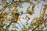 Thumbnail for File:Curve-Billed Thrasher (23488319871).jpg