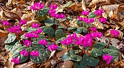 Thumbnail for File:Cyclamen coum (d.j.b.) 02.jpg