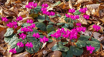 Cyclamen coum (d.j.b.) 02.jpg