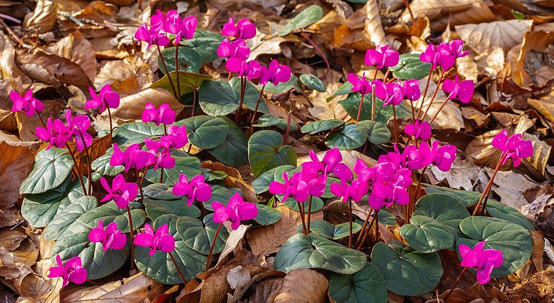 File:Cyclamen coum (d.j.b.) 02.jpg