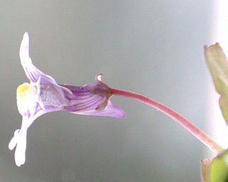 Flor cigomorfa de columbaria (Cymbalaria muralis).