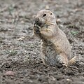 Black-tailed prairie dog Chien de prairie à queue noire