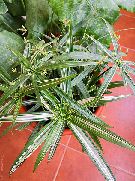 File:Cyperus diffusus ‘Variegata' 02.jpg