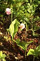 Cypripedium guttatum