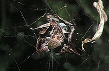 Cyrtophora.unicolor.female.2.-.tanikawa.jpg