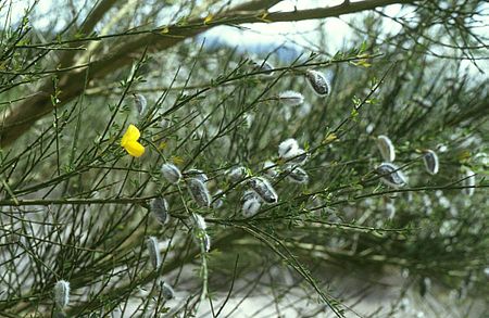 Cytisus striatus