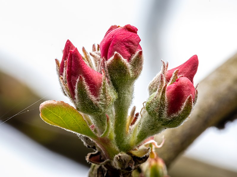 File:Dülmen, Hausdülmen, Blüten eines Apfelbaums "Dülmener Rose" -- 2021 -- 7472.jpg