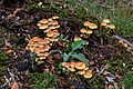 * Nomination Mushrooms (Sulphur Tuft) in the game reserve in Dülmen, North Rhine-Westphalia, Germany --XRay 07:12, 27 December 2020 (UTC) * Promotion  Support Good quality. --Vengolis 07:31, 27 December 2020 (UTC)  Support Good quality. --Tournasol7 07:36, 27 December 2020 (UTC)
