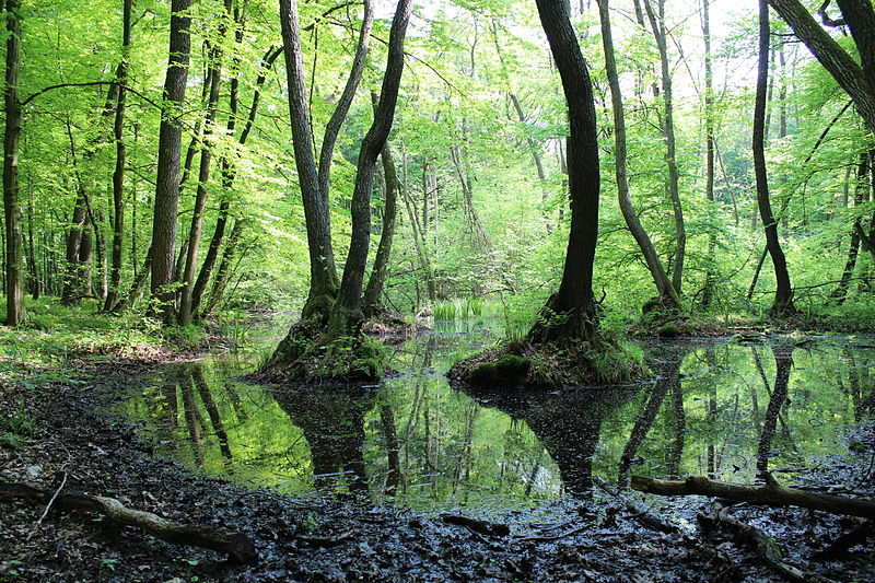 File:Dąb Dominik Trail (07).JPG