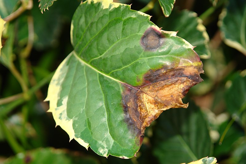 File:DSC08095 bacterial leaf blight of panax (5833381084).jpg