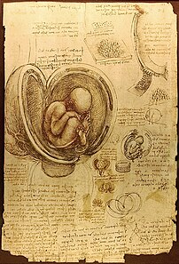 Étude anatomique du fœtus dans l’utérus, par Léonard de Vinci (1510-1513, plume, encre sur papier). Cette célèbre étude montre un fœtus âgé de 4 mois. Outre l’image extrêmement plastique de la « position fœtale », Léonard cherche à visualiser la constitution du placenta. (définition réelle 1 443 × 2 121)