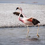 Танцующий андский фламинго