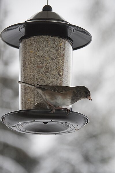 File:Dark-eyed Junco 2031 (23167686711).jpg