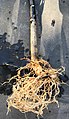 Datura metel 'Fastuosa' stem base & exposed root system.jpg