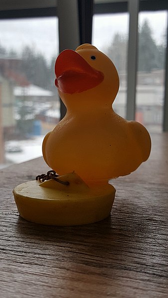 File:Day 60 Just ducky (32363040674).jpg