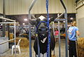 Delaware State Fair - 2012 (7702274270).jpg