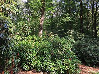 Derivaatgemeenschap van Pontische rododendron