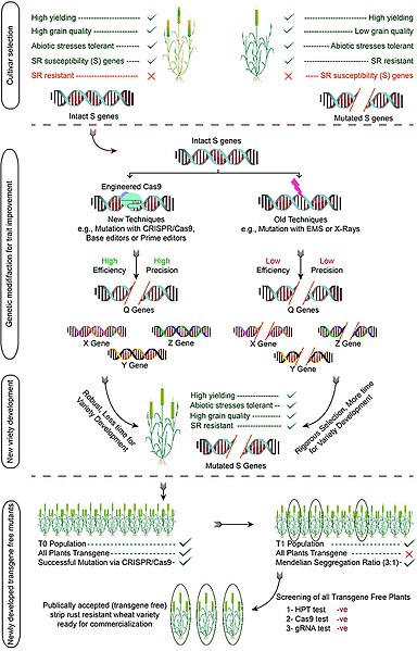 File:Development of stripe rust-resistant wheat variety using the CRISPR-Cas system.jpg