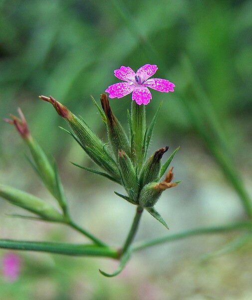 File:Dianthus armeria.jpg