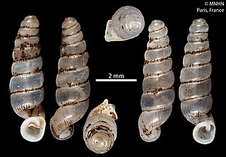 <i>Diaphera prima</i> Species of gastropod