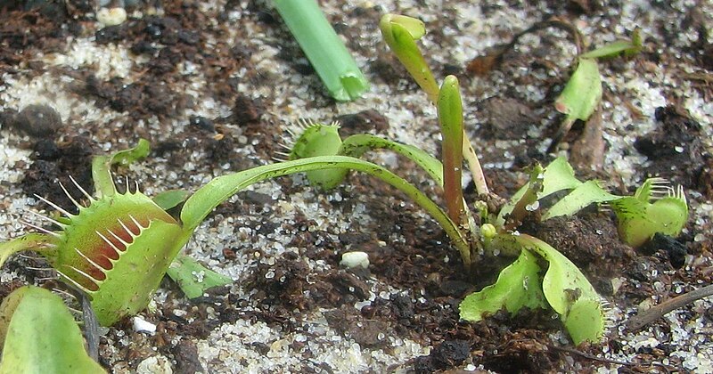 File:Dionaea muscipula1.jpg